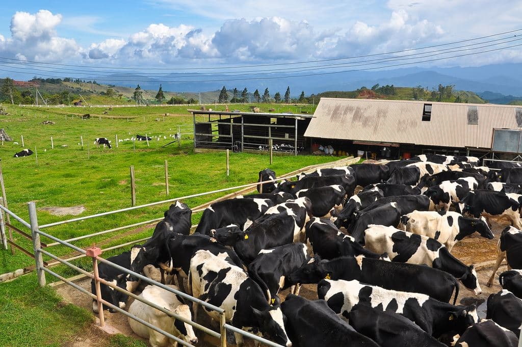 Livestock