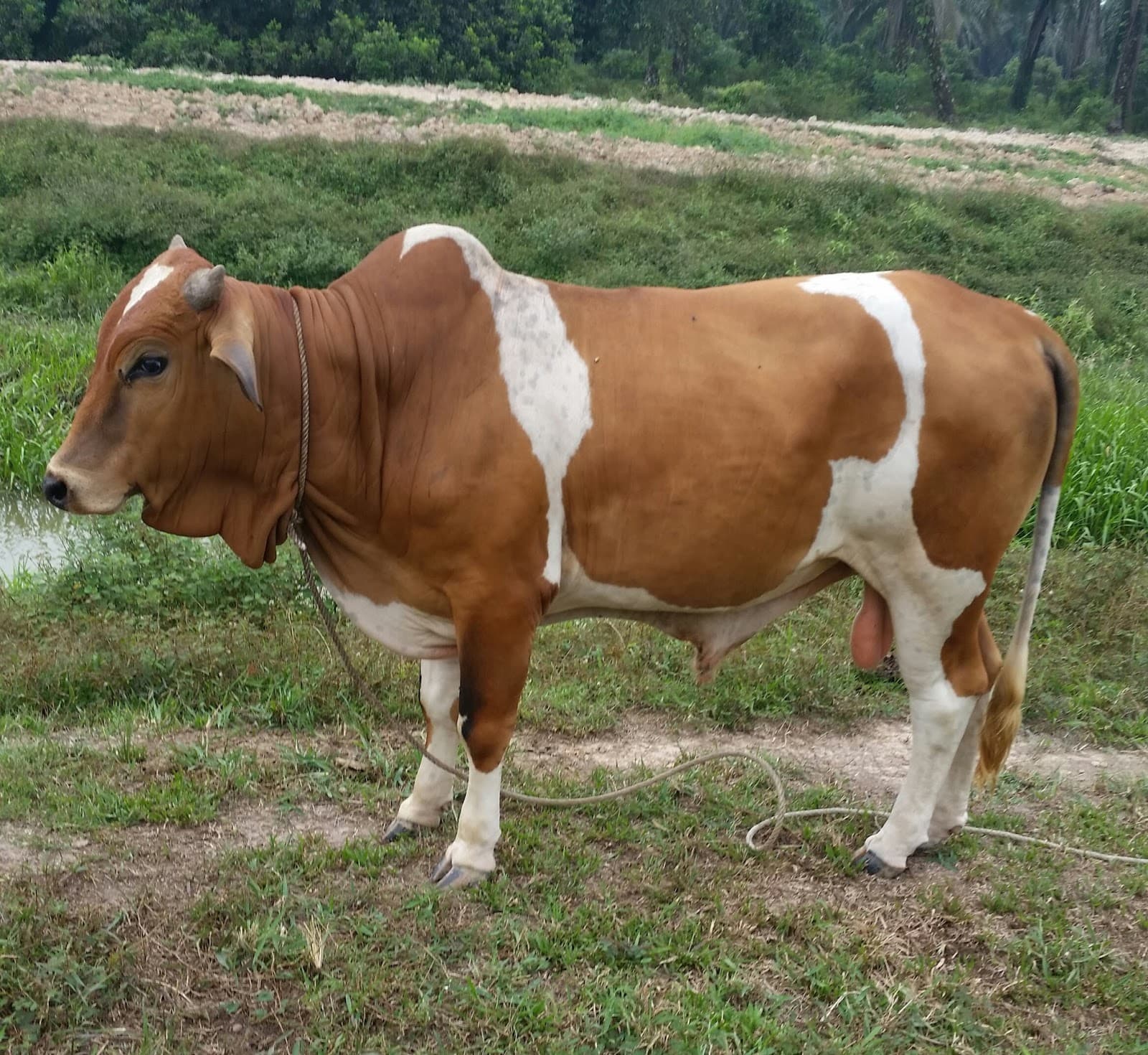 Livestock Management